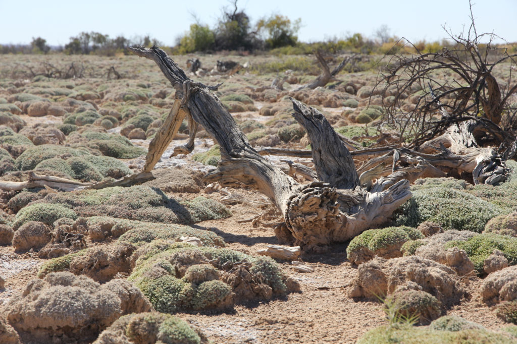 frankinia shrubland