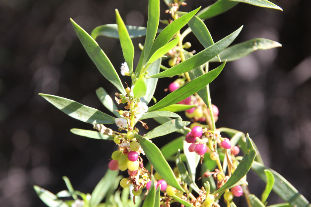 myoporum flower