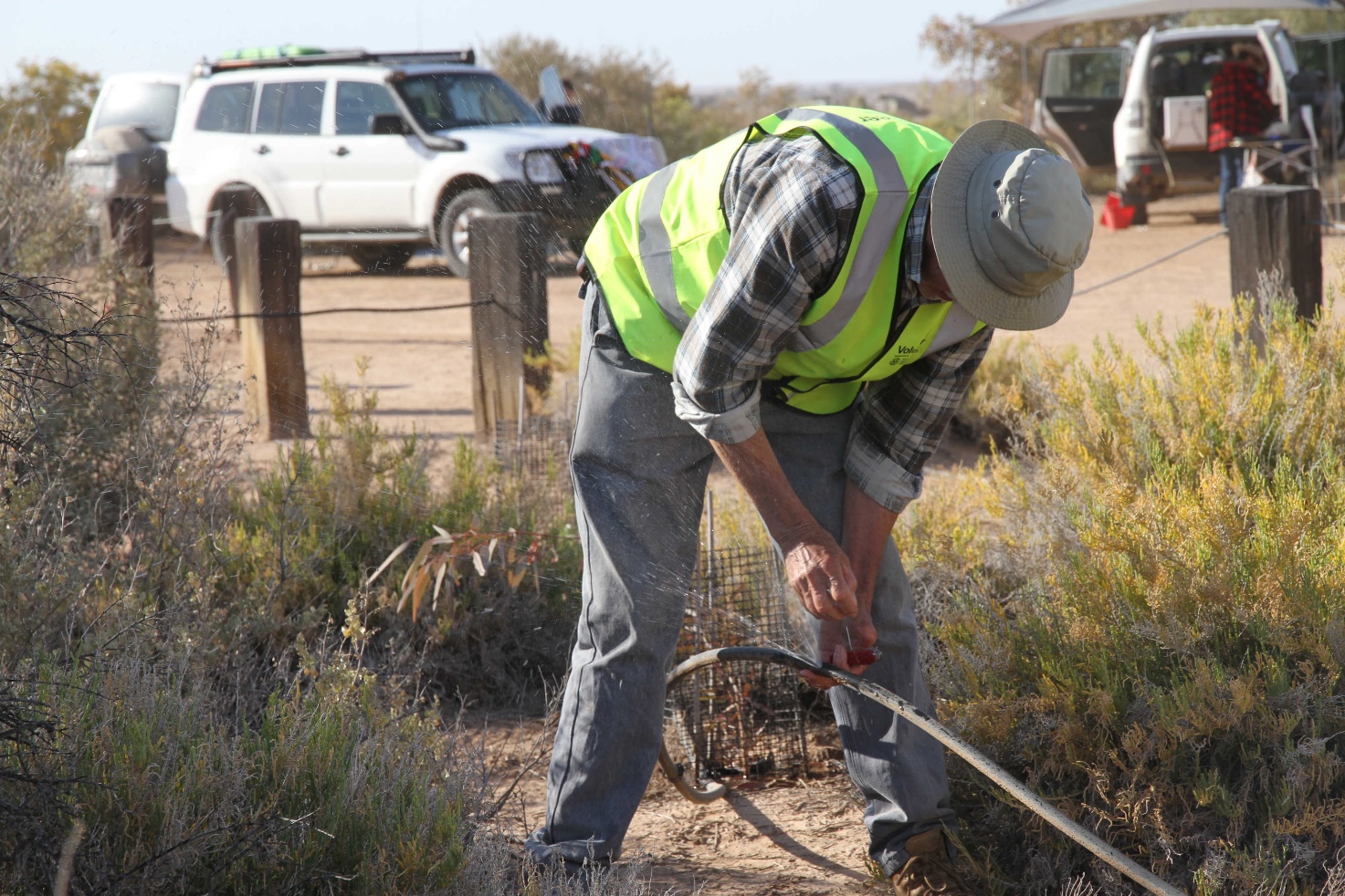 saltbush-revegetation