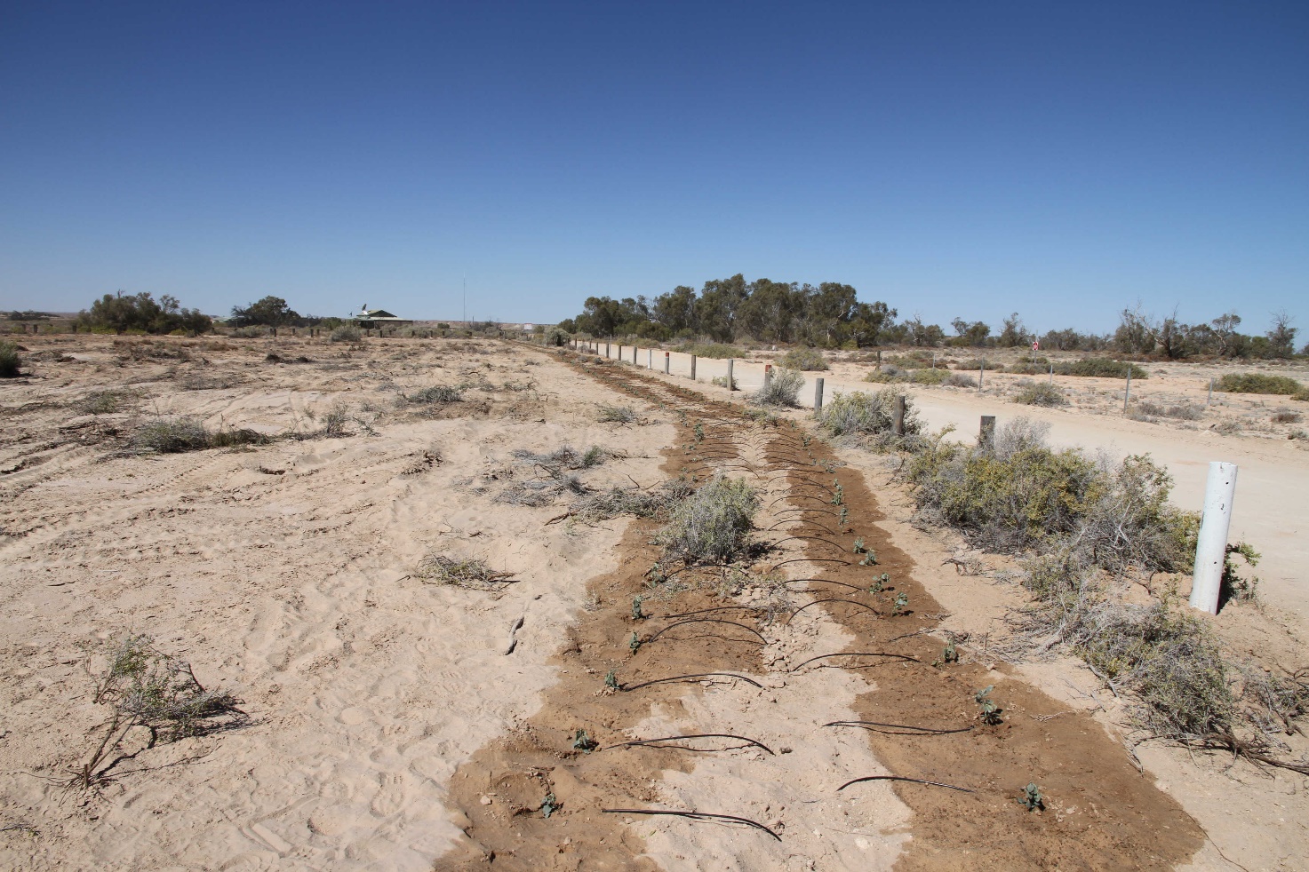 old-man-saltbush-planting