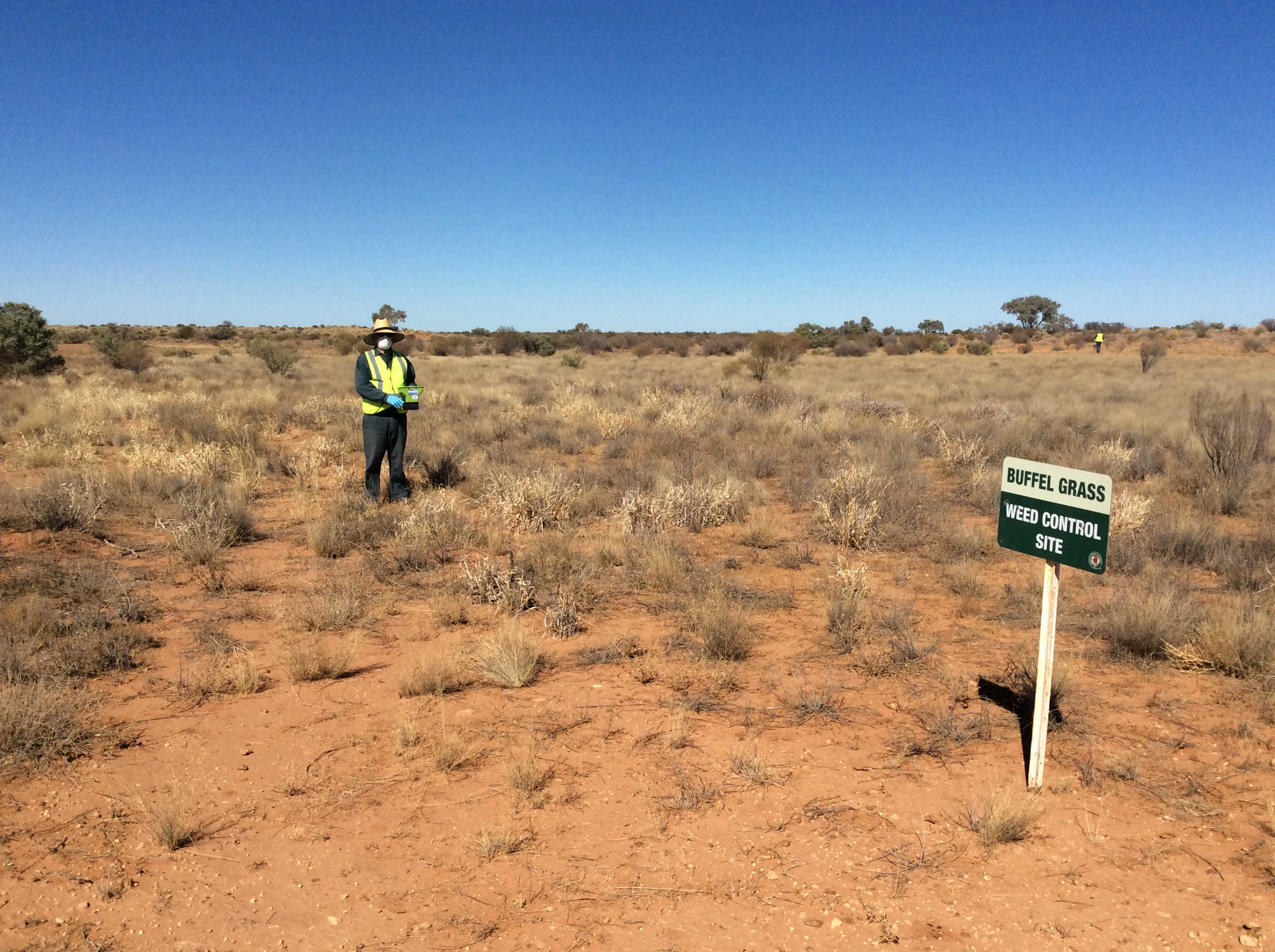 buffel-grass-weed-control